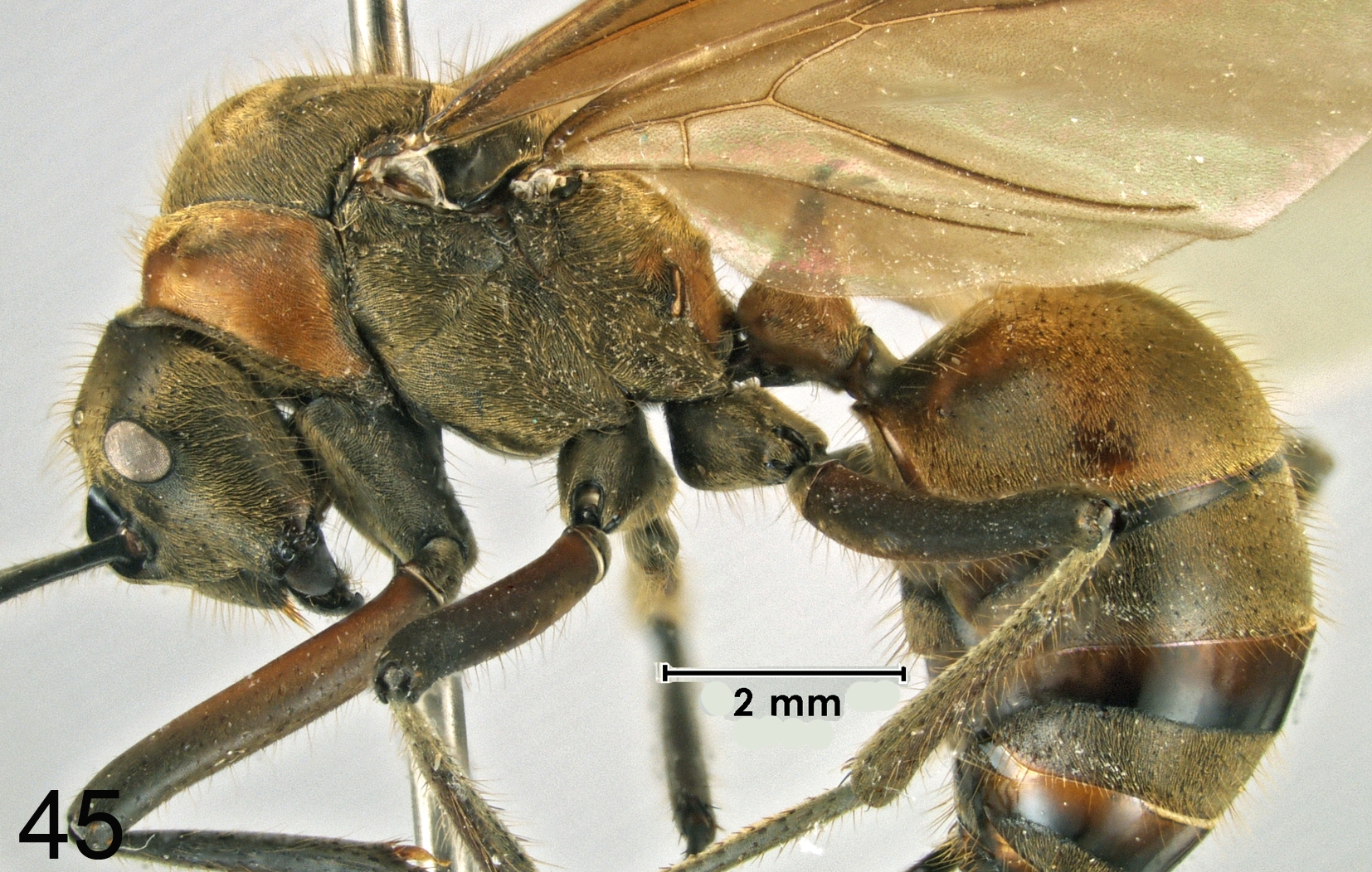 Polyrhachis bihamata queen new lateral