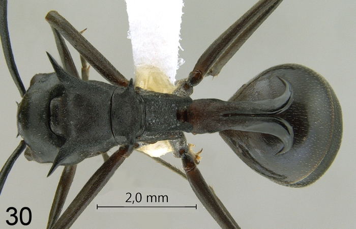 Polyrhachis craddocki dorsal