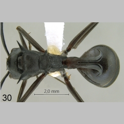 Polyrhachis craddocki Bingham, 1903 dorsal