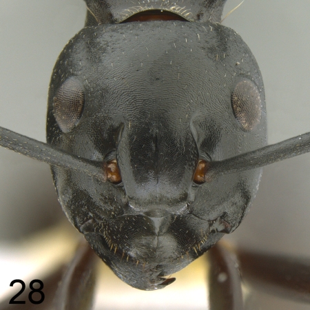 Polyrhachis craddocki frontal