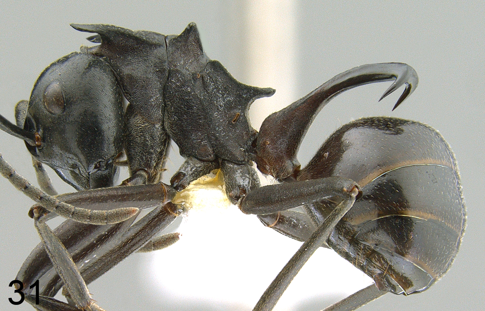 Polyrhachis craddocki lateral