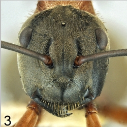 Polyrhachis erosispina Emery, 1900 frontal