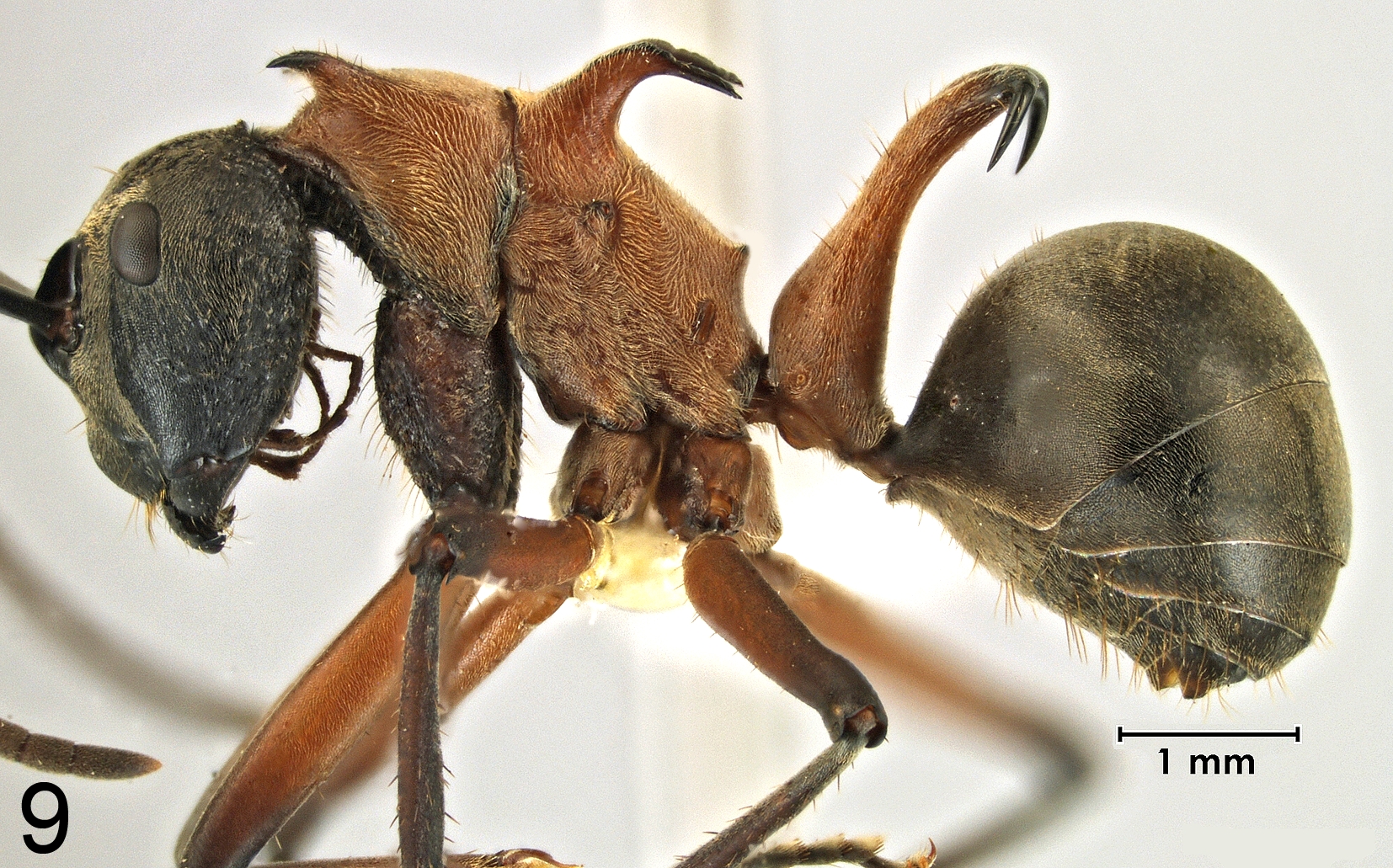 Polyrhachis erosispina lateral