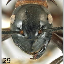 Polyrhachis lamellidens Fr. Smith, 1874 frontal