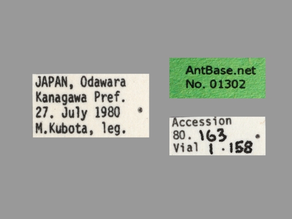 Polyrhachis lamellidens label