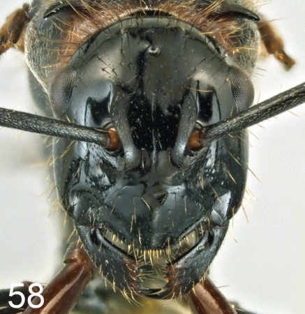 Polyrhachis lamellidens queen frontal