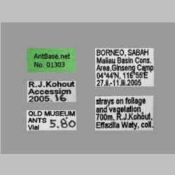 Polyrhachis maliau J. Kohout, 2014 label