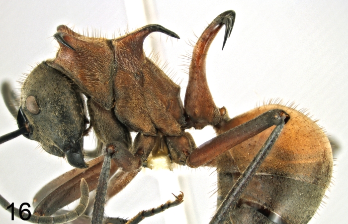 Polyrhachis mindanaensis lateral