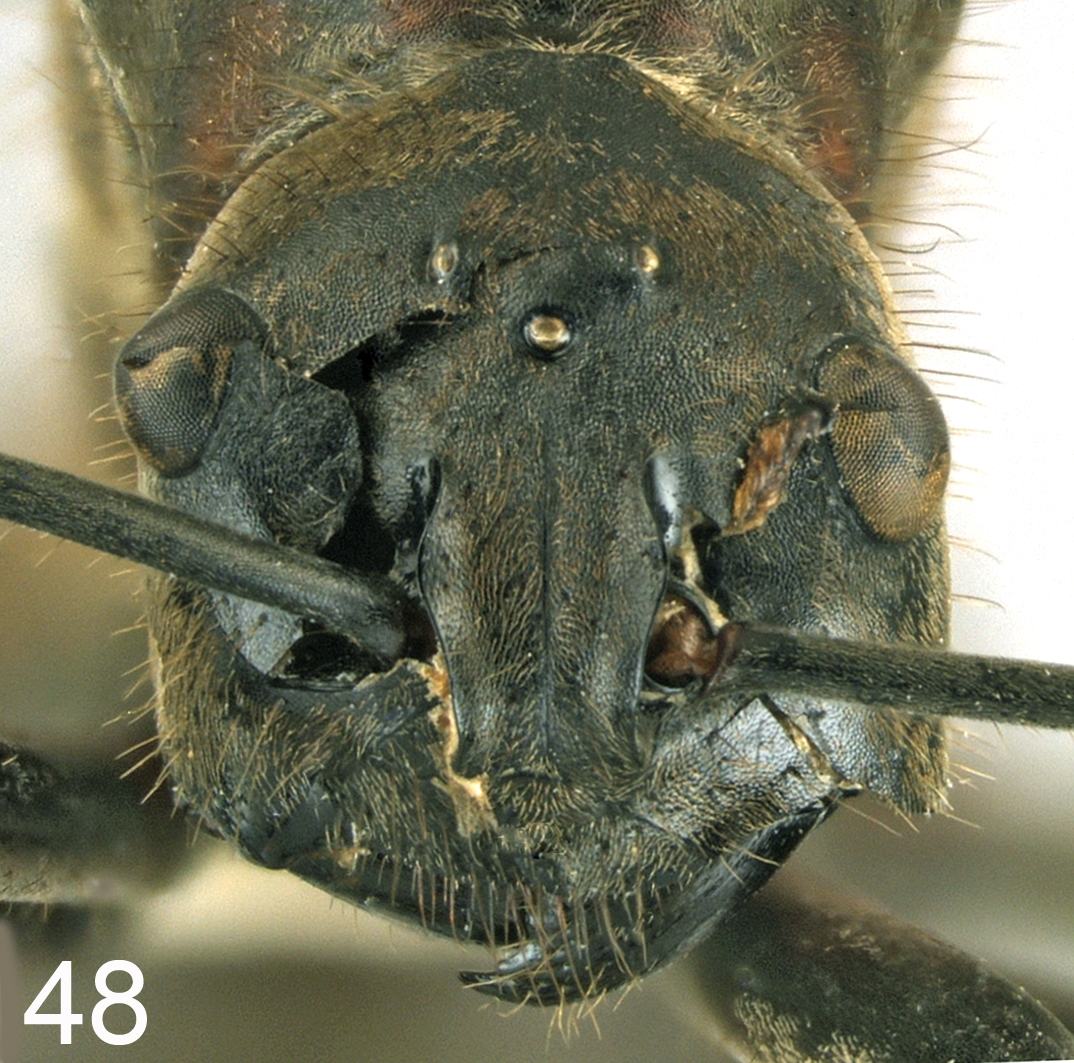 Polyrhachis mindanaensis queen frontal