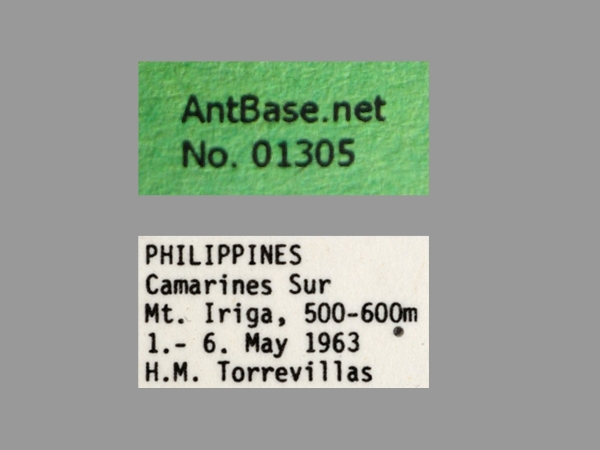 Polyrhachis mindanaensis queen label