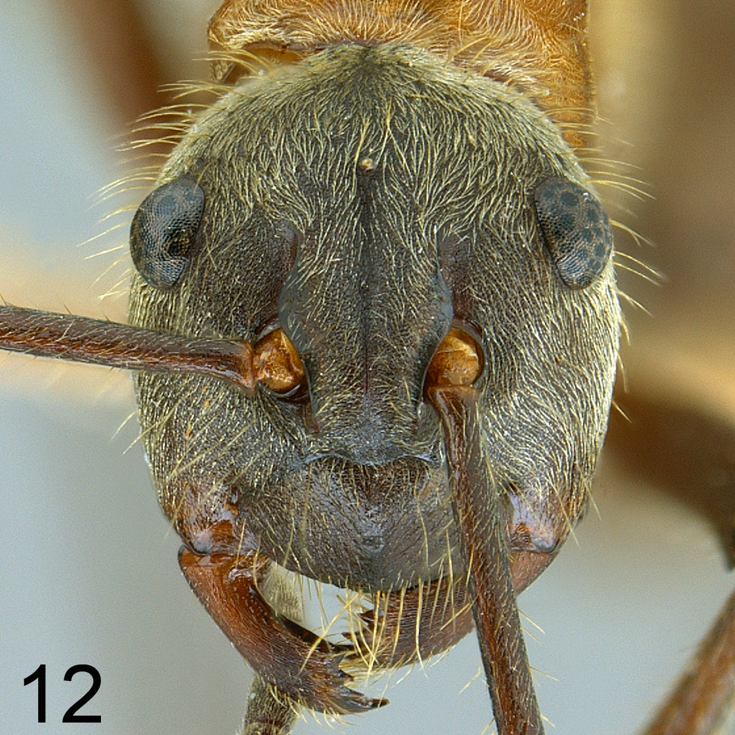 Polyrhachis montana frontal