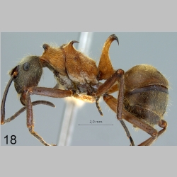 Polyrhachis montana Hung, 1970 lateral