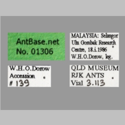 Polyrhachis olybria queen Forel, 1970 label
