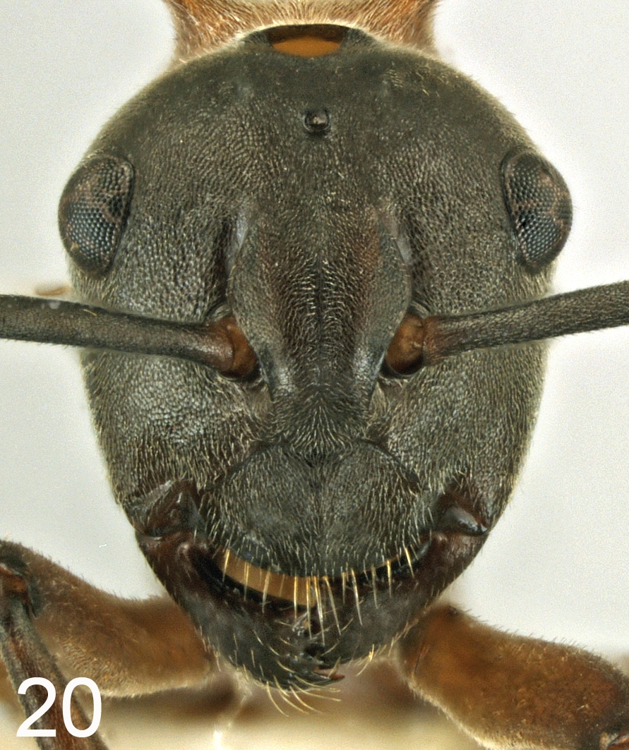 Polyrhachis taylori frontal