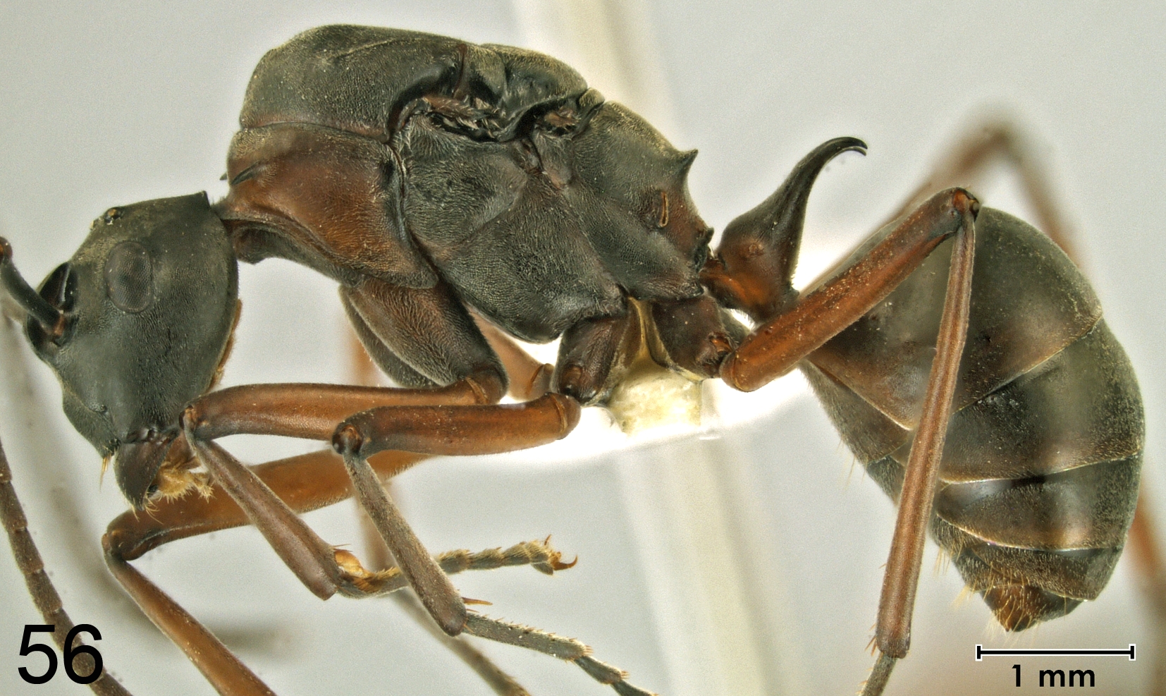 Polyrhachis taylori queen lateral