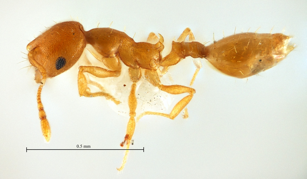 Recurvidris recurvispinosa lateral