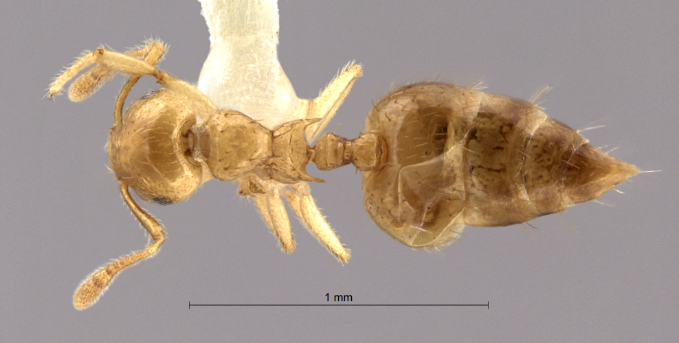 Crematogaster  celebensis dorsal