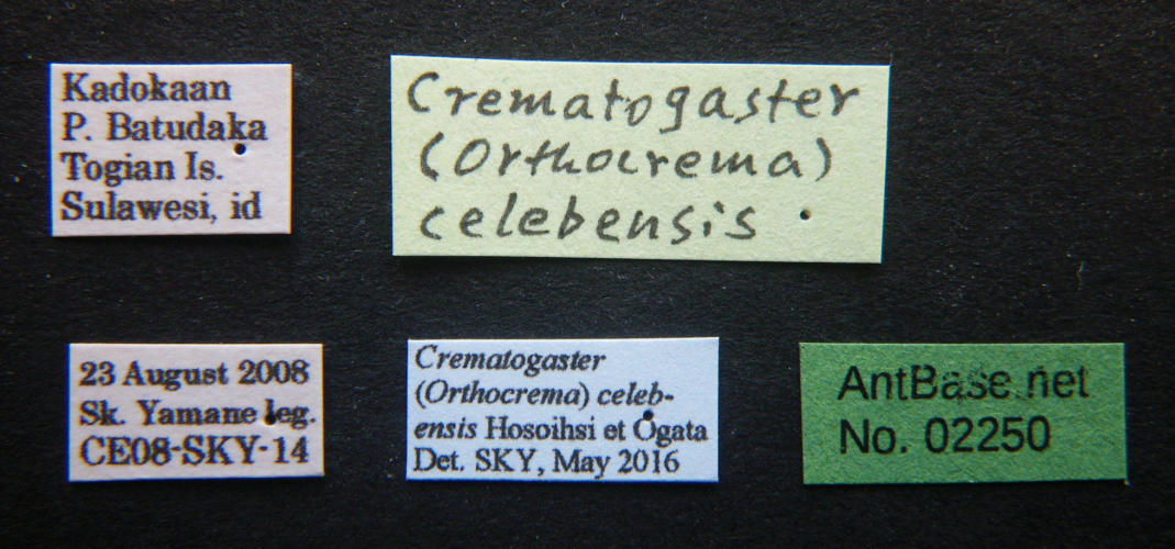 Crematogaster tumidula