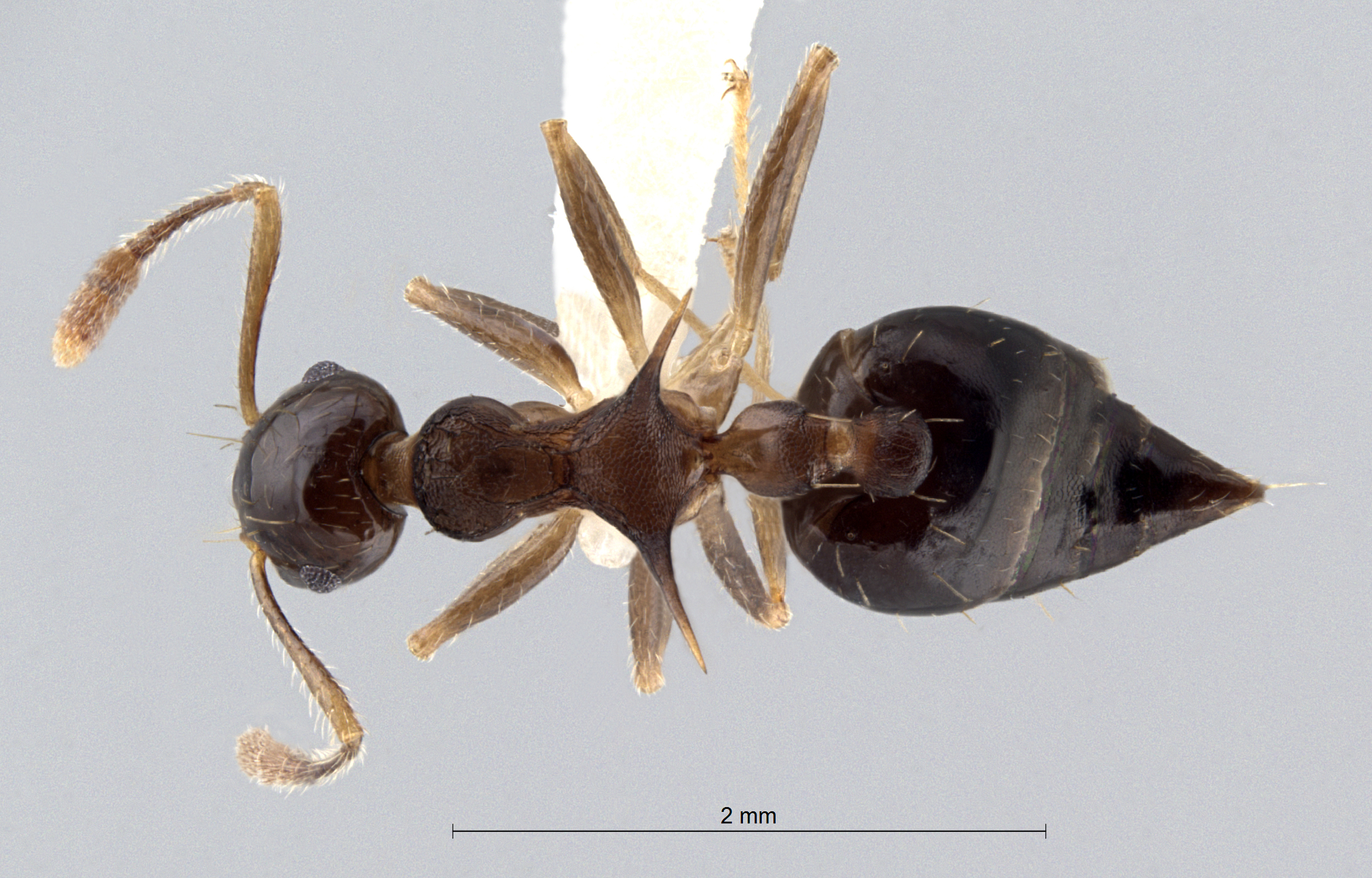 Crematogaster tumidula queen dorsal