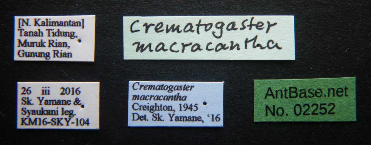 Crematogaster tumidula