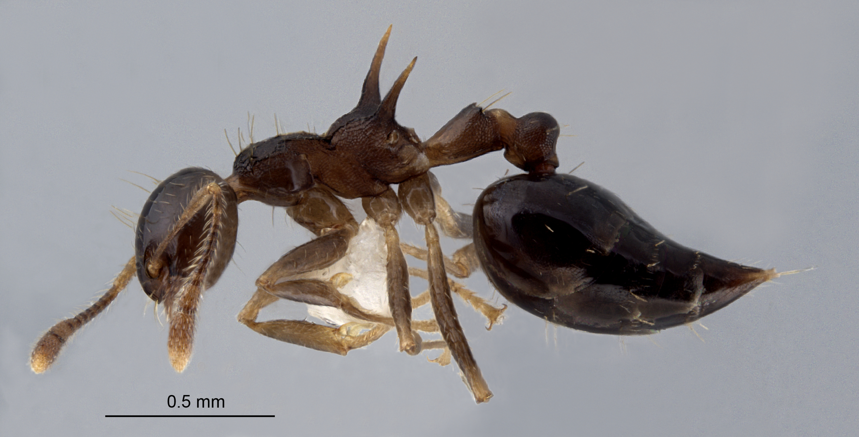 Crematogaster tumidula lateral