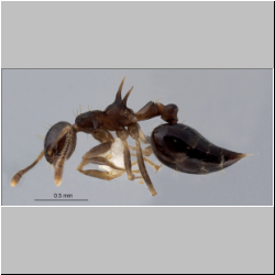  Crematogaster macracantha Creighton, 1945