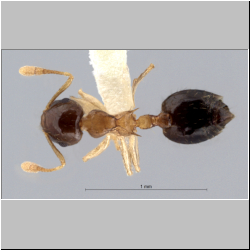  Crematogaster sundalandensis Hosoishi & Ogata, 2016 lateral
dorsal