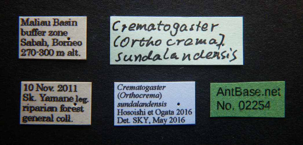 Crematogaster tumidula label