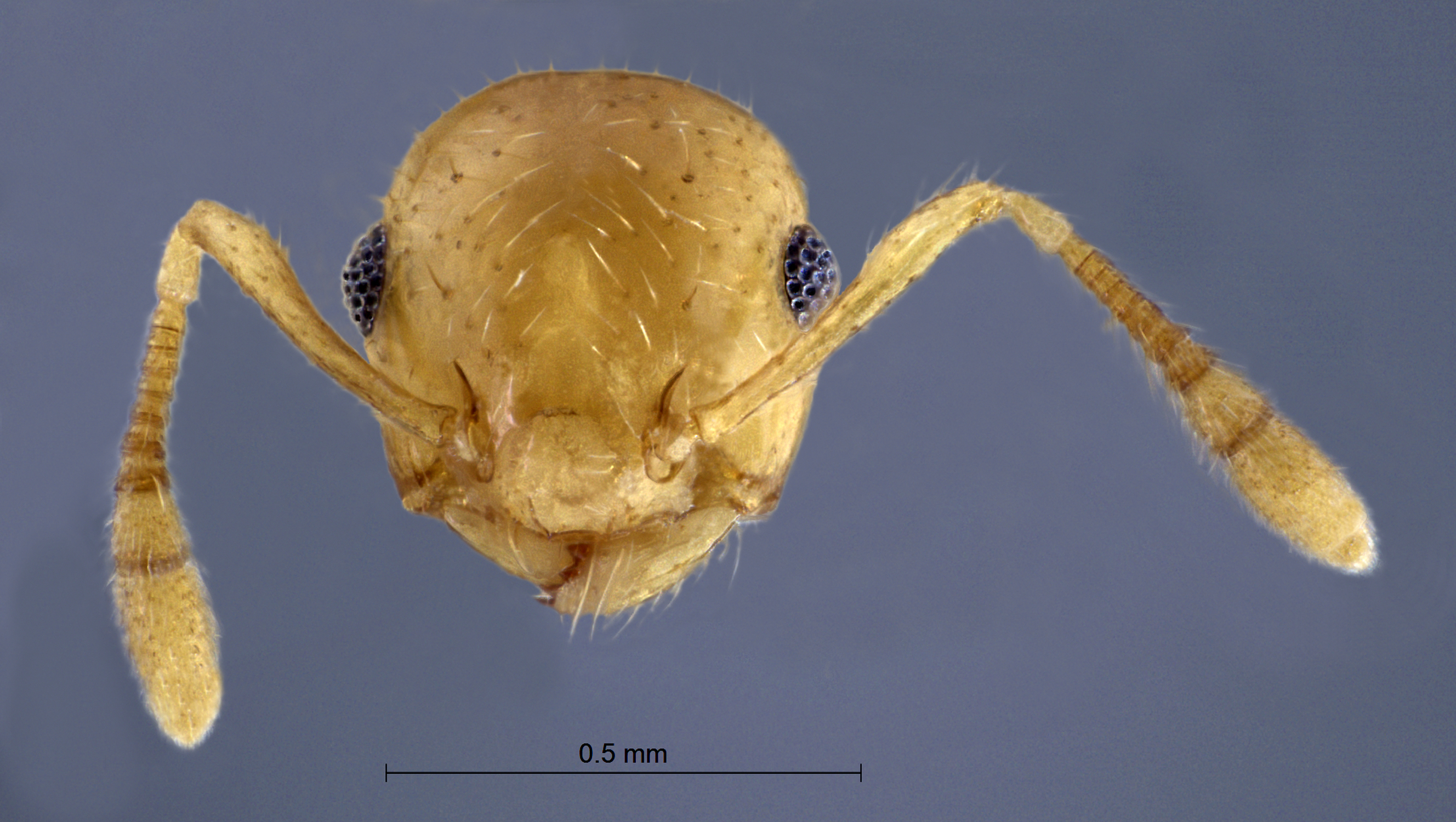 Crematogaster tumidula frontal