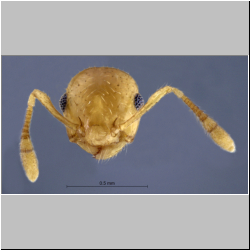 Crematogaster