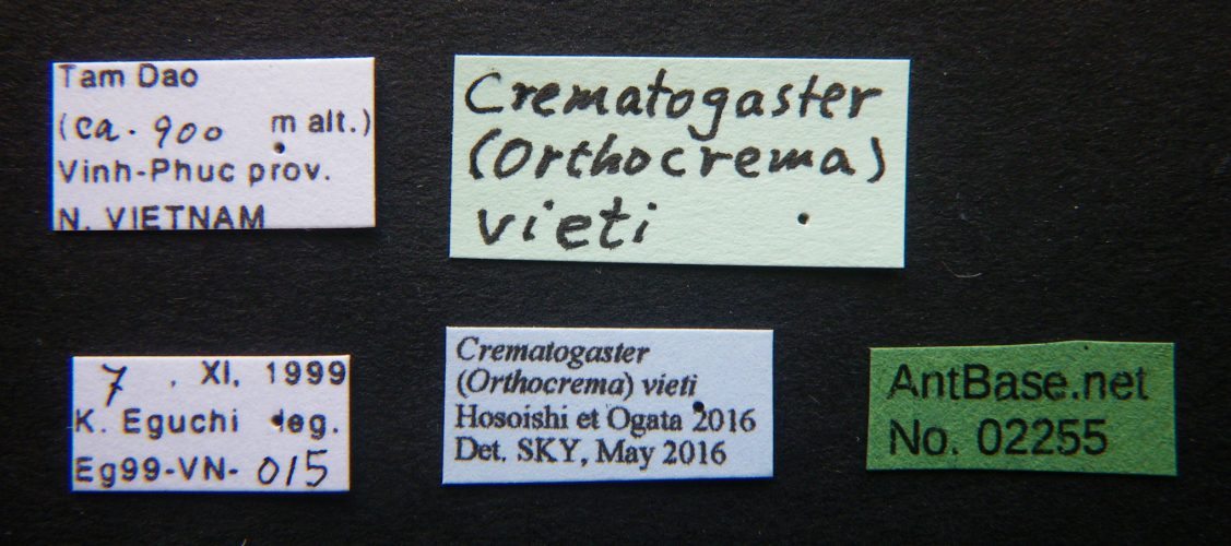 Crematogaster tumidula label