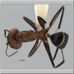 Camponotus habereri major  Forel, 1911