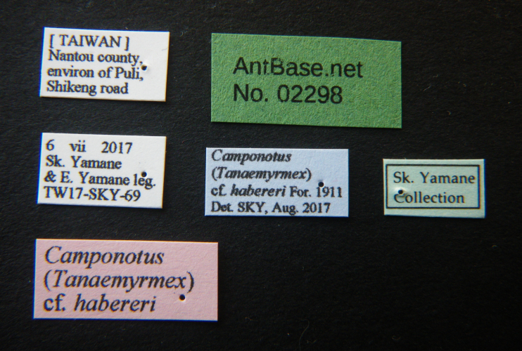 Camponotus habereri label