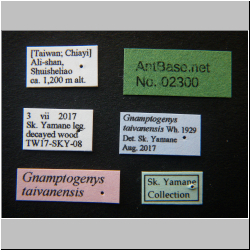 Gnamptogenys taivanensis   (Wheeler, 1929)