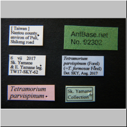 Tetramorium parvispinum    (Emery, 1893)