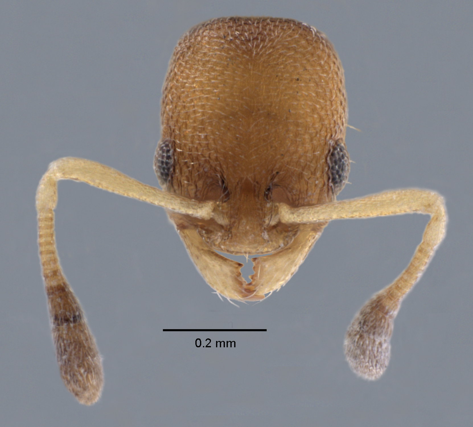 Colobopsis nipponica