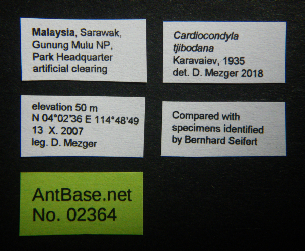 Colobopsis nipponica label