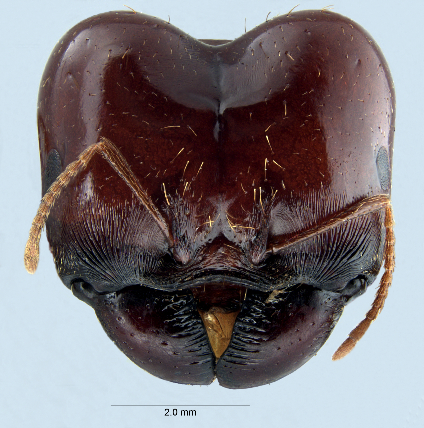 Colobopsis nipponica