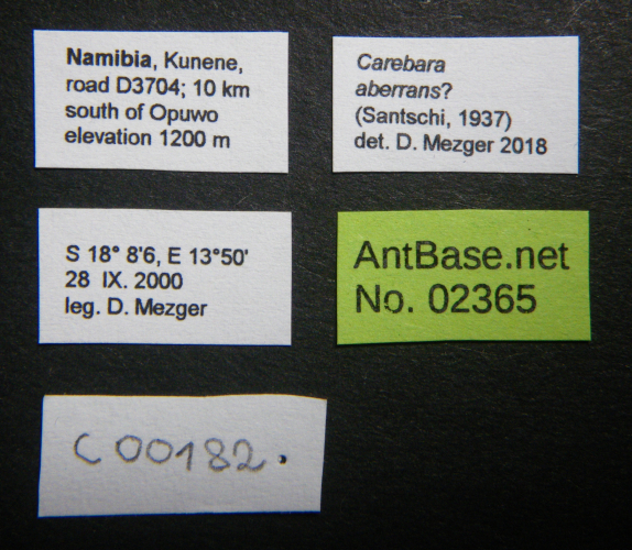 Colobopsis nipponica label