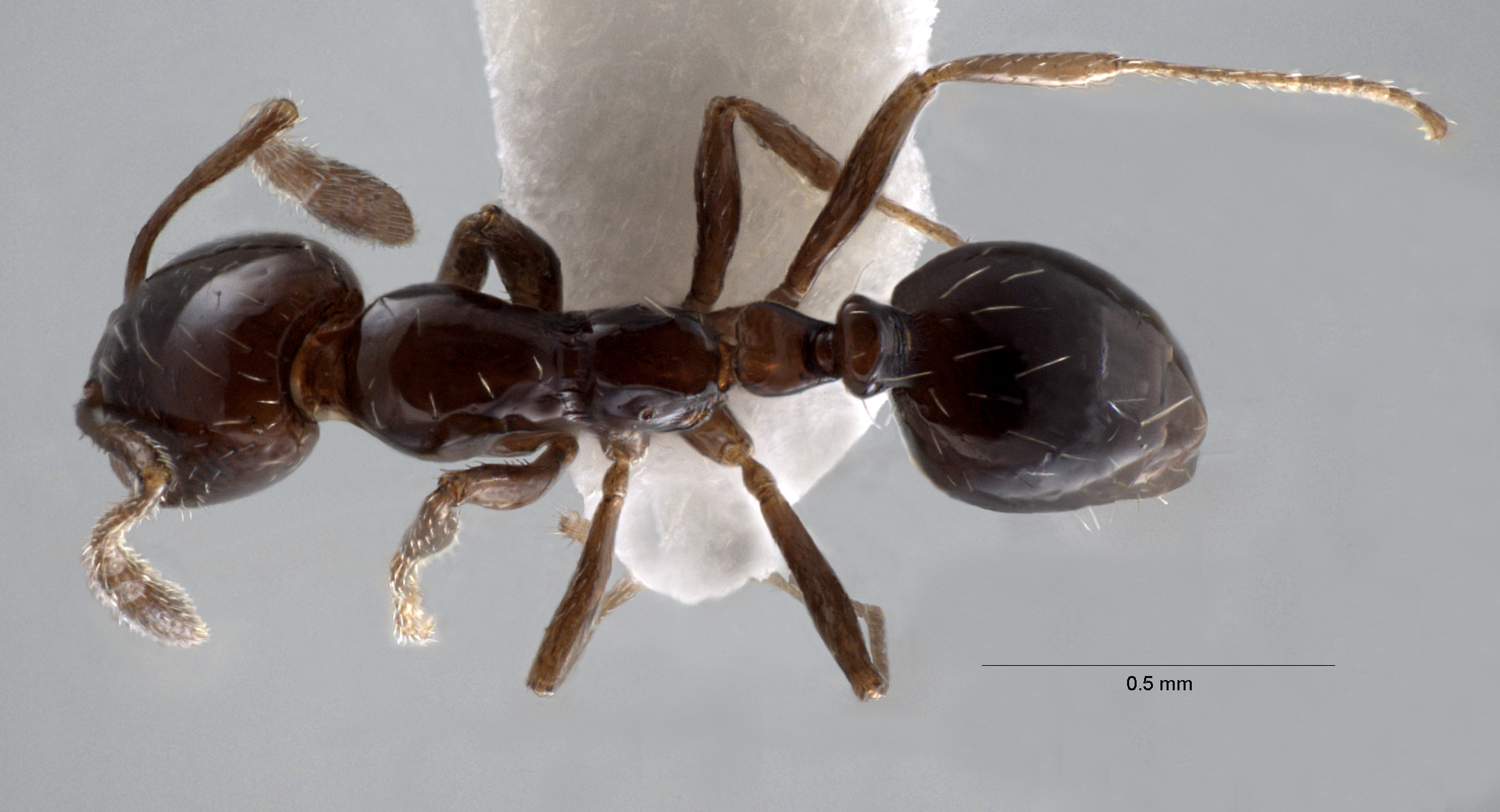  Monomorium ebeninum