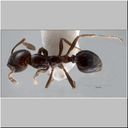 Monomorium ebeninum Bolton 1987  
dorsal