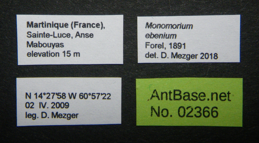 Colobopsis nipponica label