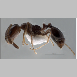 Monomorium ebeninumForel, 1902