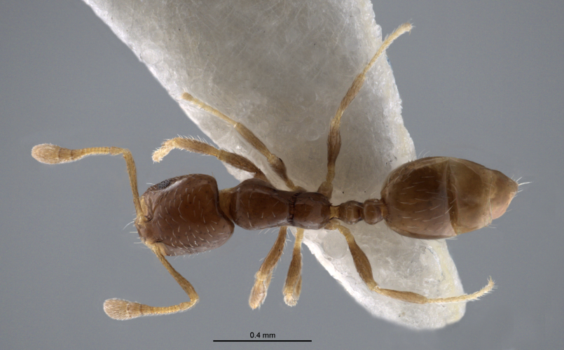 Colobopsis nipponica