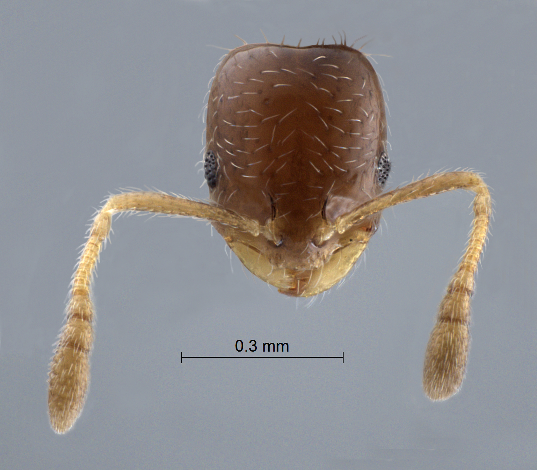 Colobopsis nipponica