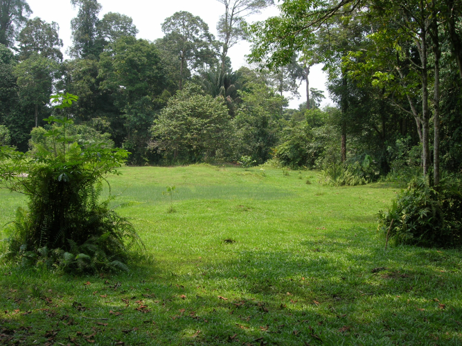 Monomorium monomorium habitat