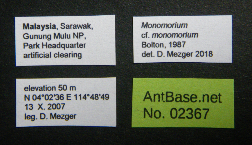 Colobopsis nipponica label