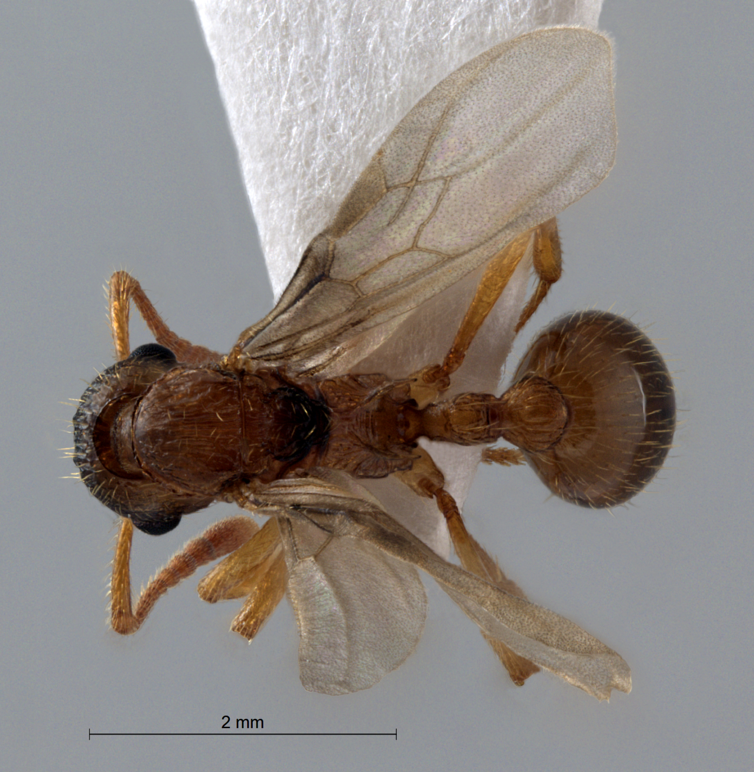  Myrmica ruginoides alate