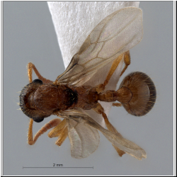 Myrmica ruginoides alate (Santschi, 1937)  
dorsal