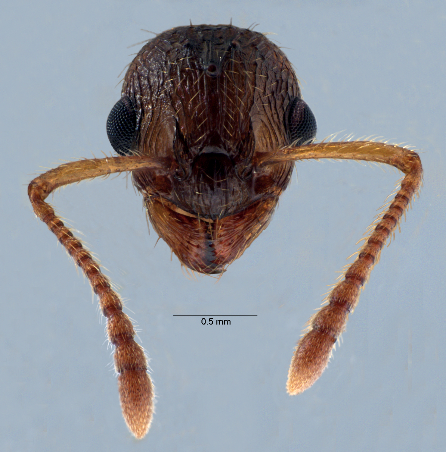 Colobopsis nipponica